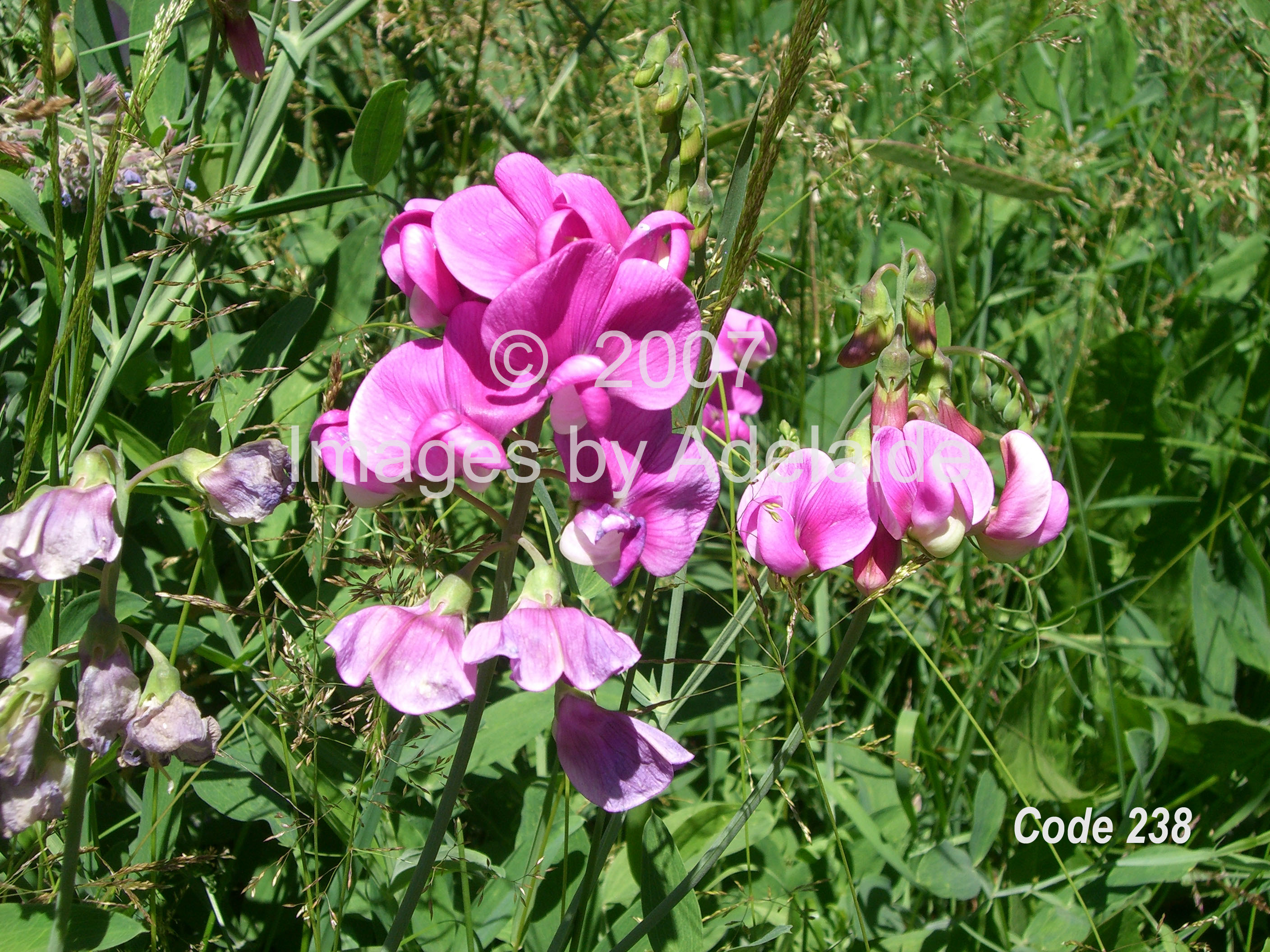 Sweetpeas
